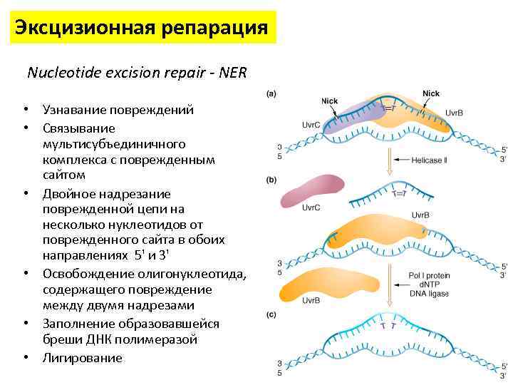 Репарация в медицине