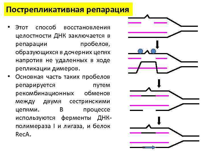 Репарация границ