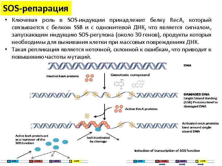 SOS-репарация • Ключевая роль в SOS-индукции принадлежит белку Rec. A, который связывается с белком