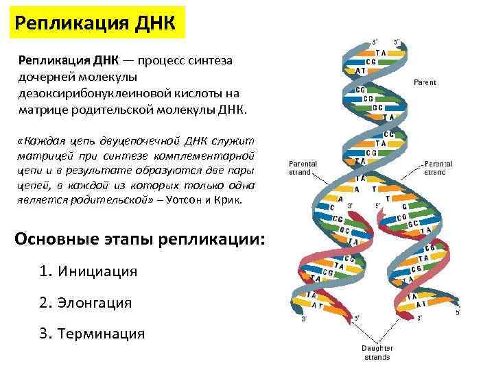 Матрица днк