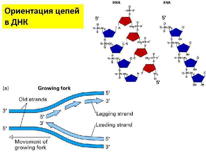 Ориентация цепей в ДНК 