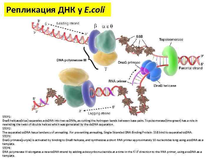 Репликация ДНК у E. coli STEP 1: Dna. B helicase(blue) separates a ds. DNA