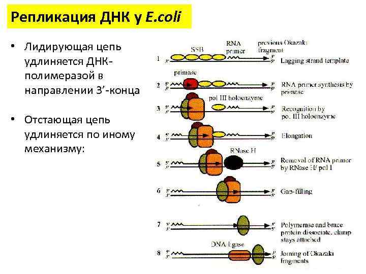 Репликация ДНК у E. coli • Лидирующая цепь удлиняется ДНКполимеразой в направлении 3’-конца •