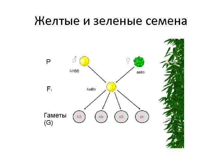 Желтые и зеленые семена 