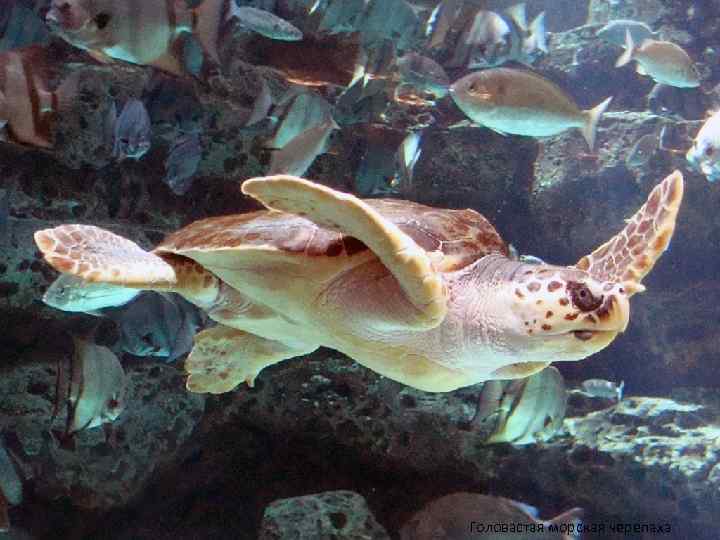 Головастая морская черепаха 