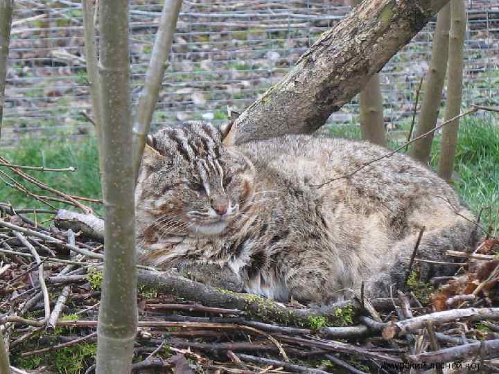 Амурский лесной кот 