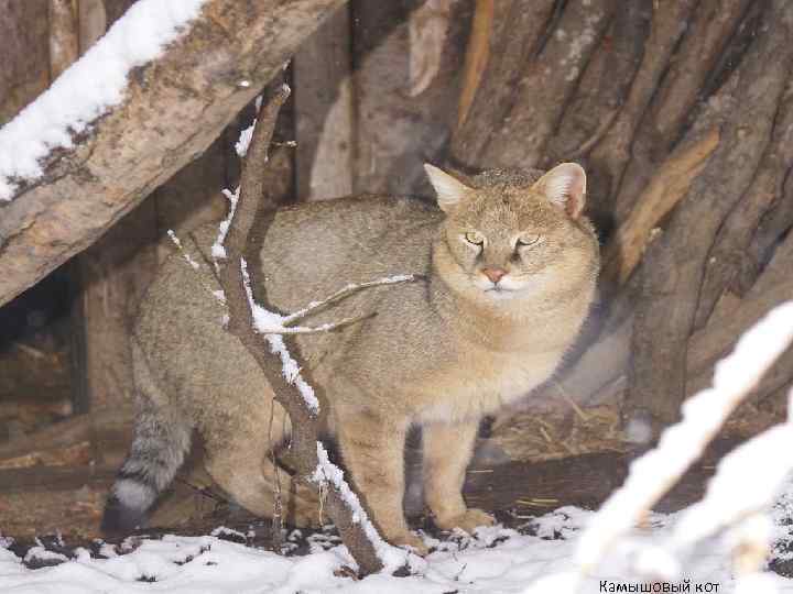 Камышовый кот 