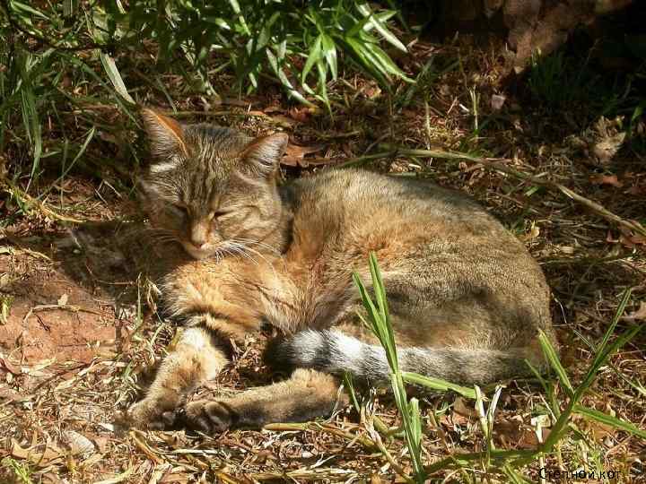 Степной кот 