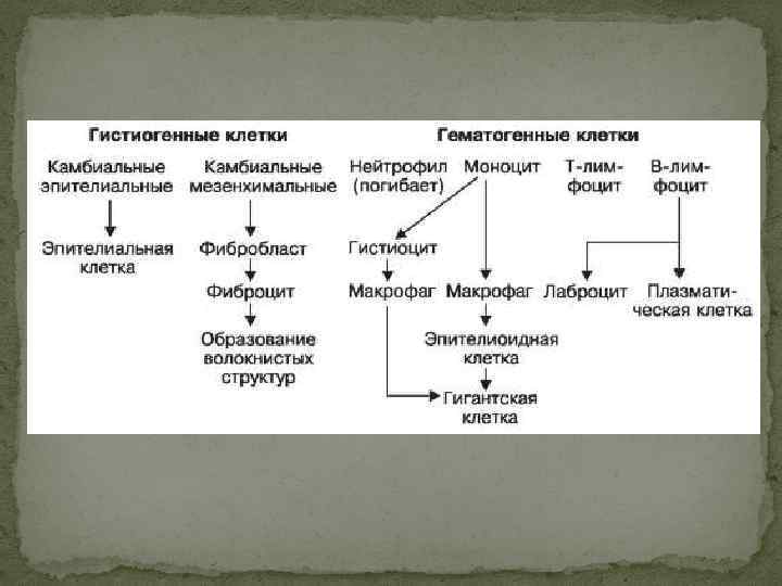 Рассмотрите схему воспалительного процесса