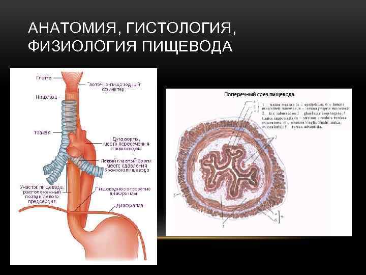 АНАТОМИЯ, ГИСТОЛОГИЯ, ФИЗИОЛОГИЯ ПИЩЕВОДА 