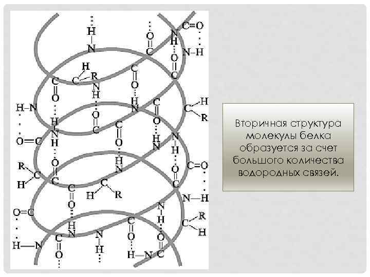 Вторичная структура белка рисунок