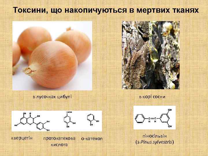 Токсини, що накопичуються в мертвих тканях в лусочках цибулі кверцетін протокатехова кислота в корі