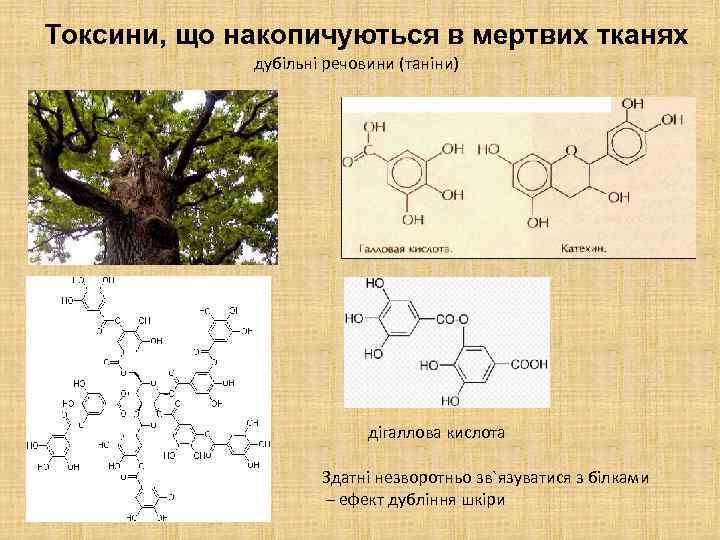 Токсини, що накопичуються в мертвих тканях дубільні речовини (таніни) дігаллова кислота Здатні незворотньо зв`язуватися