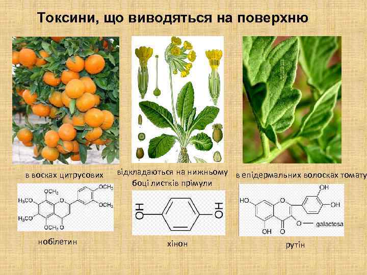 Токсини, що виводяться на поверхню в восках цитрусових нобілетин відкладаються на нижньому в епідермальних