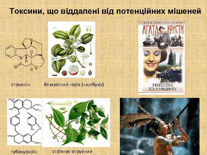 Токсини, що віддалені від потенційних мішеней стрихнін тубокурарін блювотний горіх (чилібуха) стріхнос отруйний 