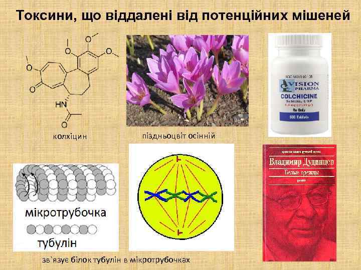 Токсини, що віддалені від потенційних мішеней колхіцин піздньоцвіт осінній зв`язує білок тубулін в мікротрубочках