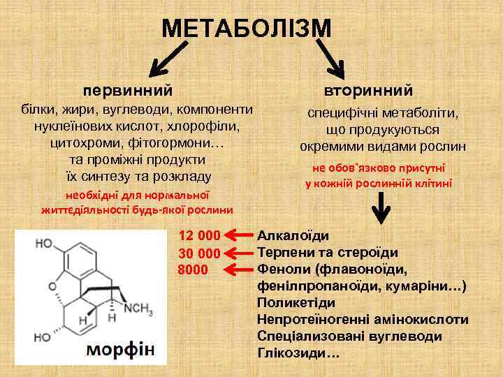 МЕТАБОЛІЗМ вторинний первинний білки, жири, вуглеводи, компоненти нуклеїнових кислот, хлорофіли, цитохроми, фітогормони… та проміжні