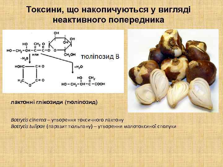 Токсини, що накопичуються у вигляді неактивного попередника лактонні глікозиди (тюліпозид) Botrytis cinerea – утворення