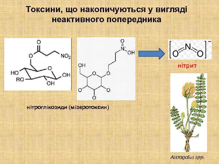 Токсини, що накопичуються у вигляді неактивного попередника нітрит нітроглікозиди (мізеротоксин) Astragalus spp. 