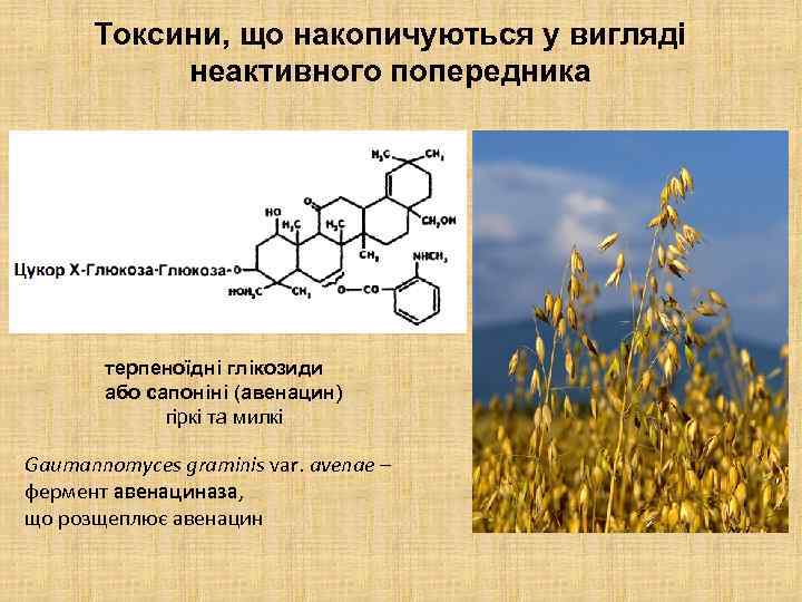 Токсини, що накопичуються у вигляді неактивного попередника терпеноїдні глікозиди або сапоніні (авенацин) гіркі та