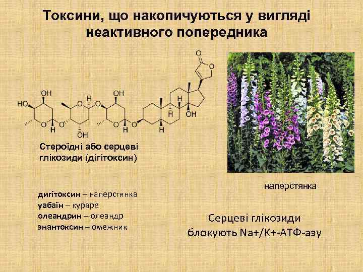 Токсини, що накопичуються у вигляді неактивного попередника Стероїдні або серцеві глікозиди (дігітоксин) дигітоксин –