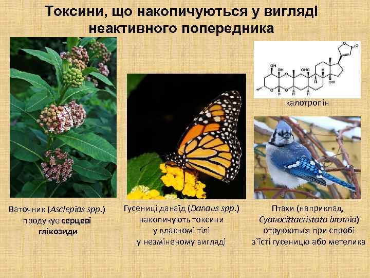 Токсини, що накопичуються у вигляді неактивного попередника калотропін Ваточник (Asclepias spp. ) продукує серцеві