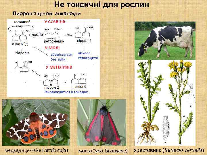 Не токсичні для рослин Пирролізідінові алкалоїди медведиця-кайя (Arctia caja) моль (Tyria jacobaeae) хрестовник (Senecio