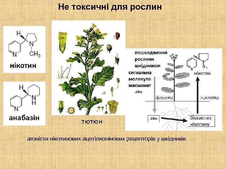 Не токсичні для рослин тютюн агоністи нікотинових ацетілхолінових рецепторів у шкідників 