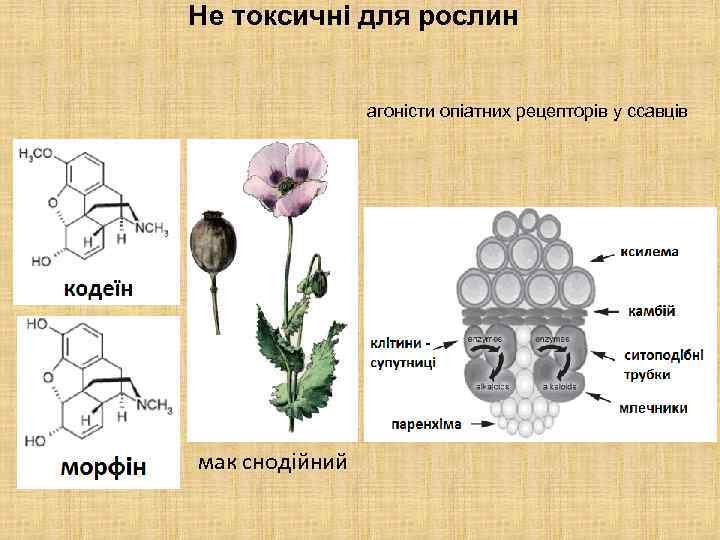 Не токсичні для рослин агоністи опіатних рецепторів у ссавців мак снодійний 