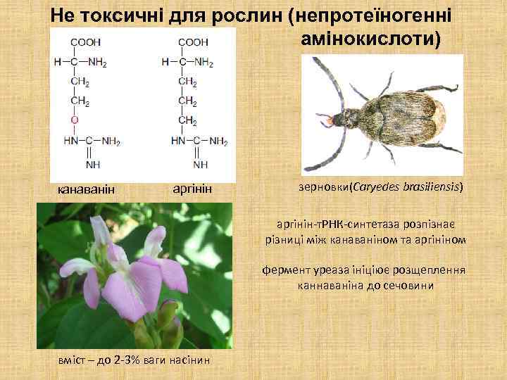 Не токсичні для рослин (непротеїногенні амінокислоти) канаванін аргінін зерновки(Caryedes brasiliensis) аргінін-т. РНК-синтетаза розпізнає різниці