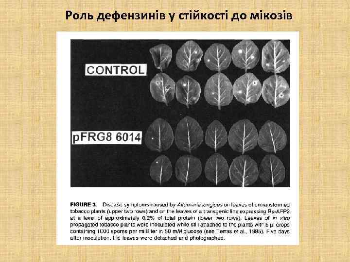 Роль дефензинів у стійкості до мікозів 