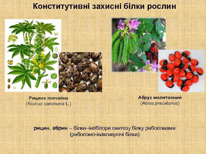 Конститутивні захисні білки рослин Рицина звичайна (Ricinus communis L. ) Абрус молитовний (Abrus precatorius)