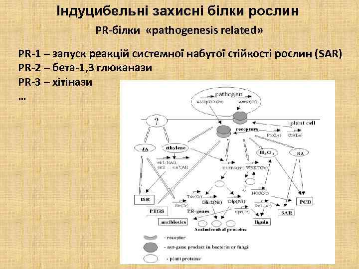 Індуцибельні захисні білки рослин PR-білки «pathogenesis related» PR-1 – запуск реакцій системної набутої стійкості