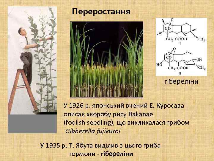 Переростання гібереліни У 1926 р. японський вчений Е. Куросава описав хворобу рису Bakanae (foolish