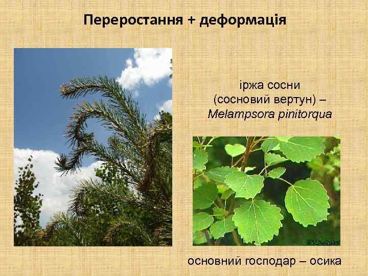 Переростання + деформація іржа сосни (сосновий вертун) – Melampsora pinitorqua основний господар – осика