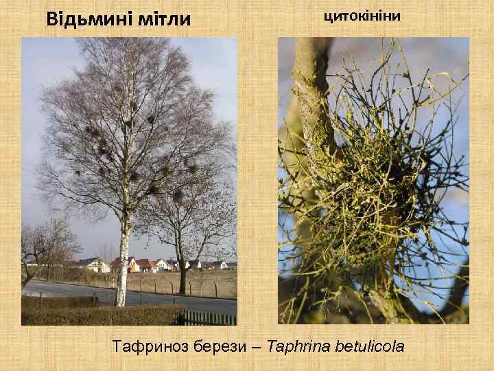 Відьмині мітли цитокініни Тафриноз берези – Taphrina betulicola 