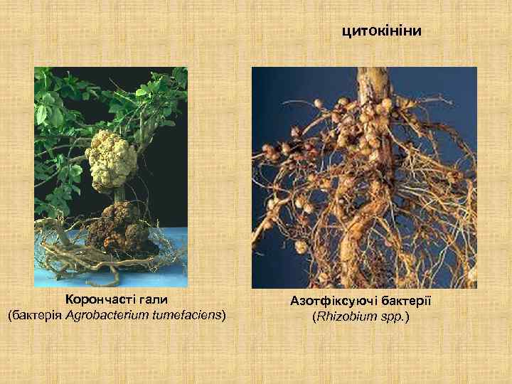 цитокініни Корончасті гали (бактерія Agrobacterium tumefaciens) Азотфіксуючі бактерії (Rhizobium spp. ) 