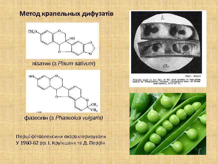 Метод крапельных дифузатів пізатин (з Pisum sativum) фазеолін (з Phaseolus vulgaris) Перші фітоалексини охарактеризували