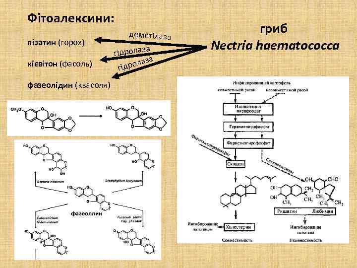 Фітоалексини: пізатин (горох) кієвітон (фасоль) фазеолідин (квасоля) деметілаза гідролаза за рола гід гриб Nectria