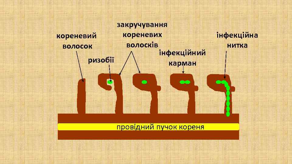 закручування кореневих кореневий волосків волосок інфекційний ризобії карман провідний пучок кореня інфекційна нитка 