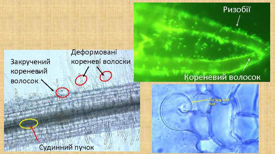 Ризобії Закручений кореневий волосок Деформовані кореневі волоски Судинний пучок Кореневий волосок 