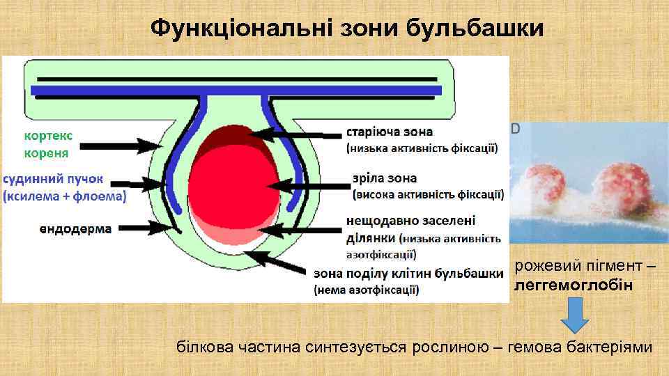 Функціональні зони бульбашки рожевий пігмент – леггемоглобін білкова частина синтезується рослиною – гемова бактеріями