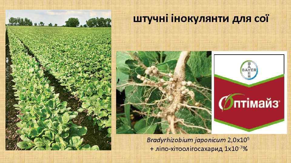 штучні інокулянти для сої Bradyrhizobium japonicum 2, 0 x 109 + ліпо-хітоолігосахарид 1 х10