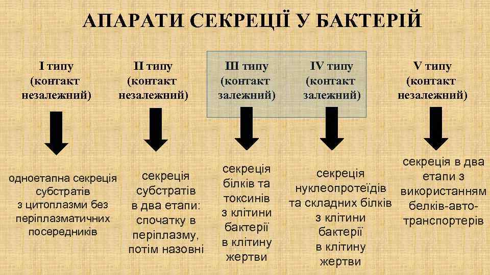 АПАРАТИ СЕКРЕЦІЇ У БАКТЕРІЙ I типу (контакт незалежний) II типу (контакт незалежний) секреція одноетапна