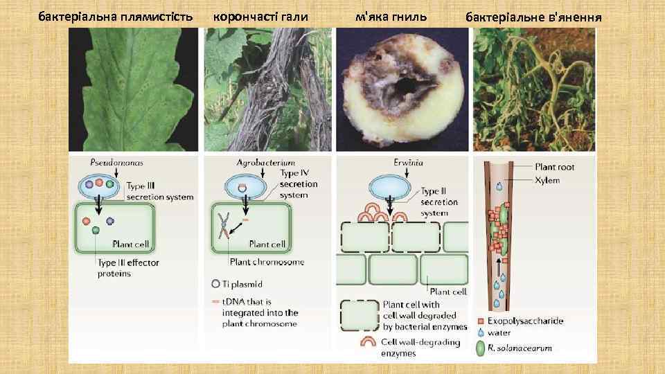 бактеріальна плямистість корончасті гали м'яка гниль бактеріальне в'янення 