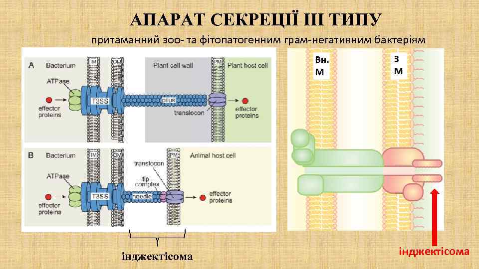 АПАРАТ СЕКРЕЦІЇ III ТИПУ притаманний зоо- та фітопатогенним грам-негативним бактеріям інджектісома 