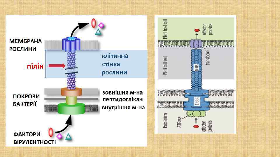 пілін клітинна стінка рослини 