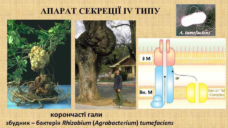 АПАРАТ СЕКРЕЦІЇ IV ТИПУ корончасті гали збудник – бактерія Rhizobium (Agrobacterium) tumefaciens 