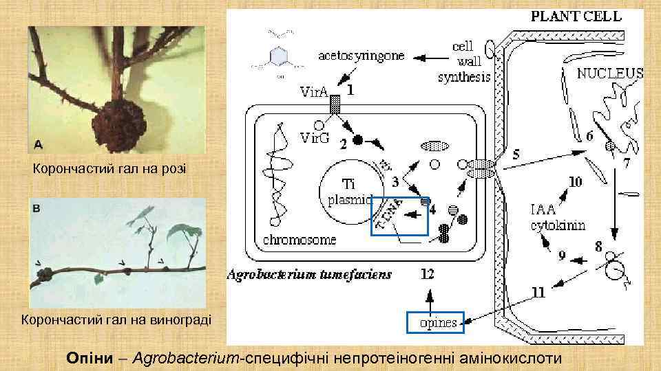 Корончастий гал на розі Корончастий гал на винограді Опіни – Agrobacterium-специфічні непротеіногенні амінокислоти 