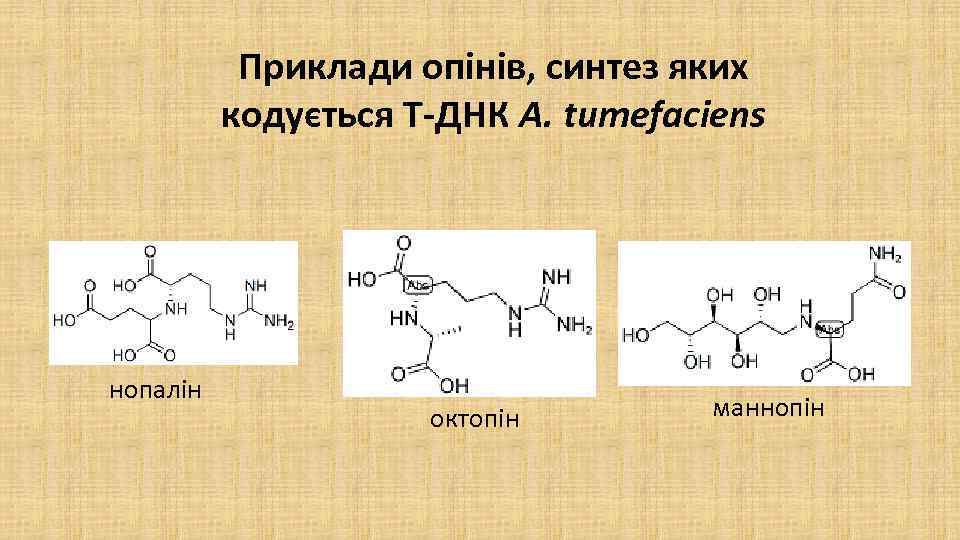 Приклади опінів, синтез яких кодується Т-ДНК A. tumefaciens нопалін октопін маннопін 